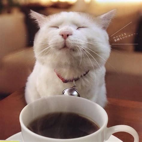 coffee cat memes|cat drinking coffee meme.